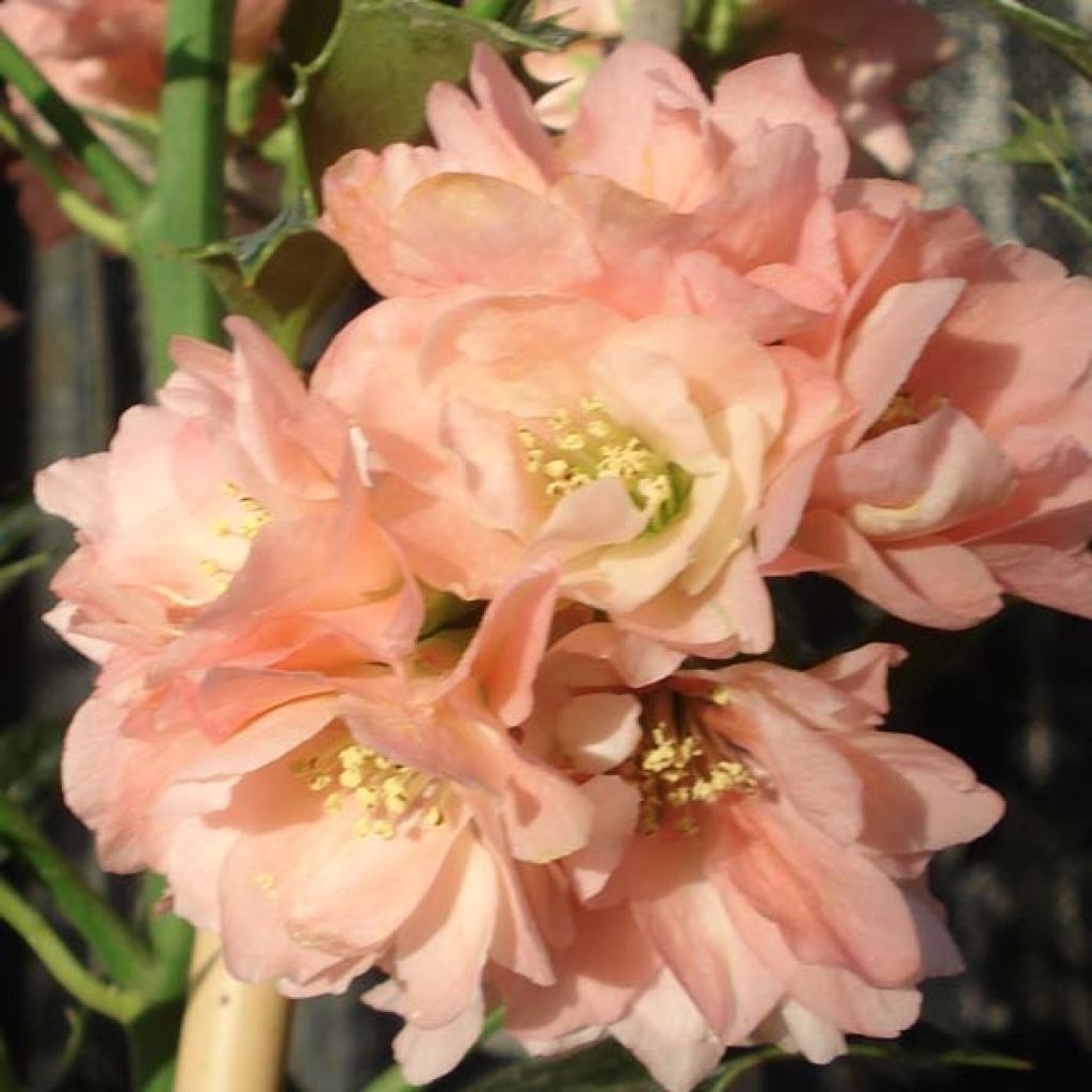 Zierquitte Falconnet Charlet - Chaenomeles speciosa