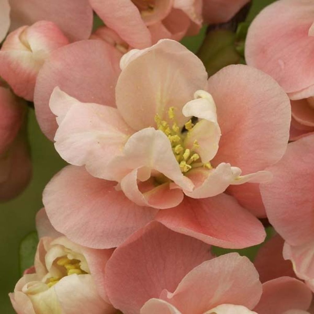 Zierquitte Falconnet Charlet - Chaenomeles speciosa