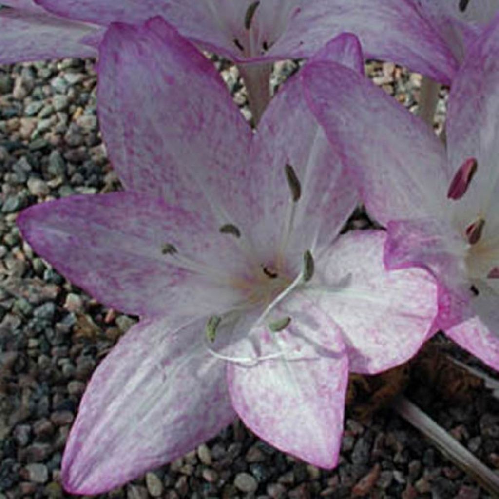 Colchicum macrophyllum - Herbstzeitlose