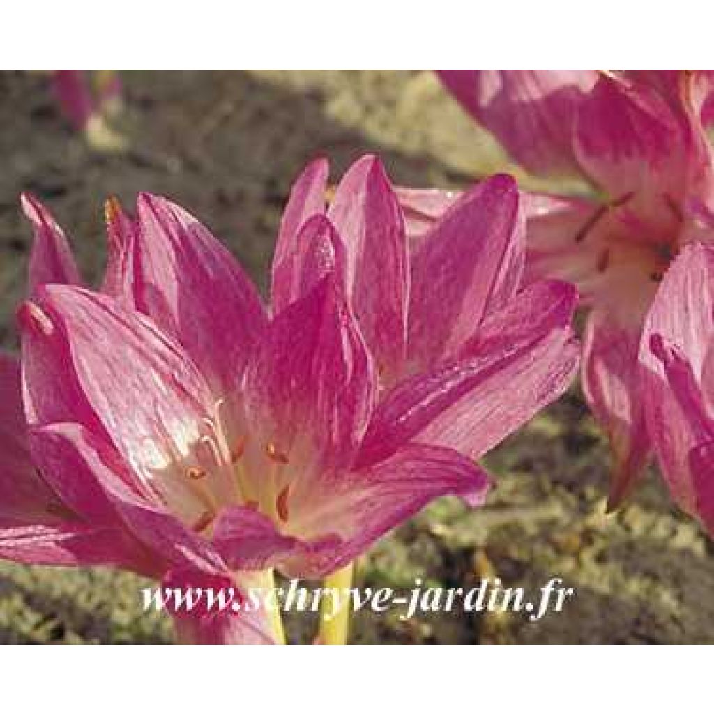 Colchicum Autumn Queen - Herbstzeitlose