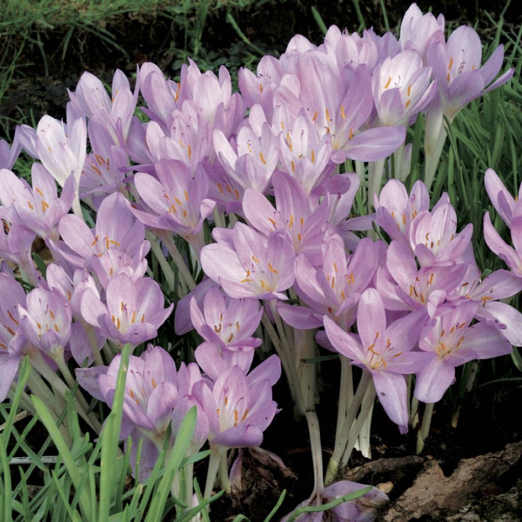 Colchicum cilicicum - Zilizische Zeitlose