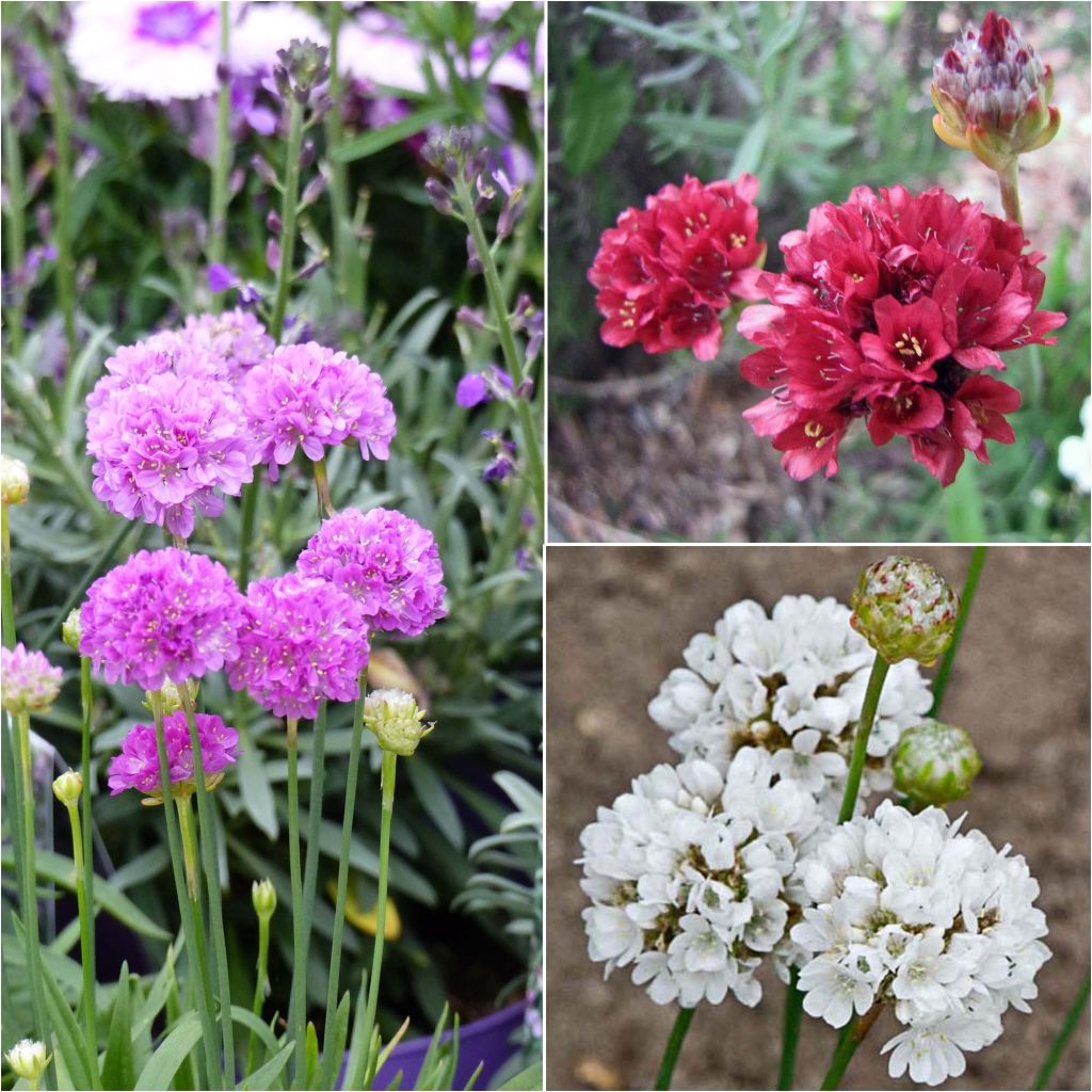 Kollektion 3 Armeria pseudarmeria Ballerina