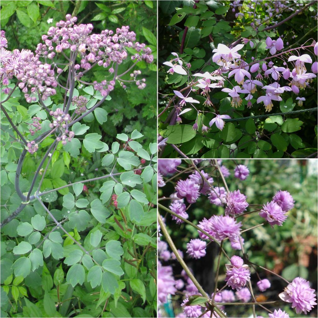 Kollektion 3 Thalictrum in rosa-lila