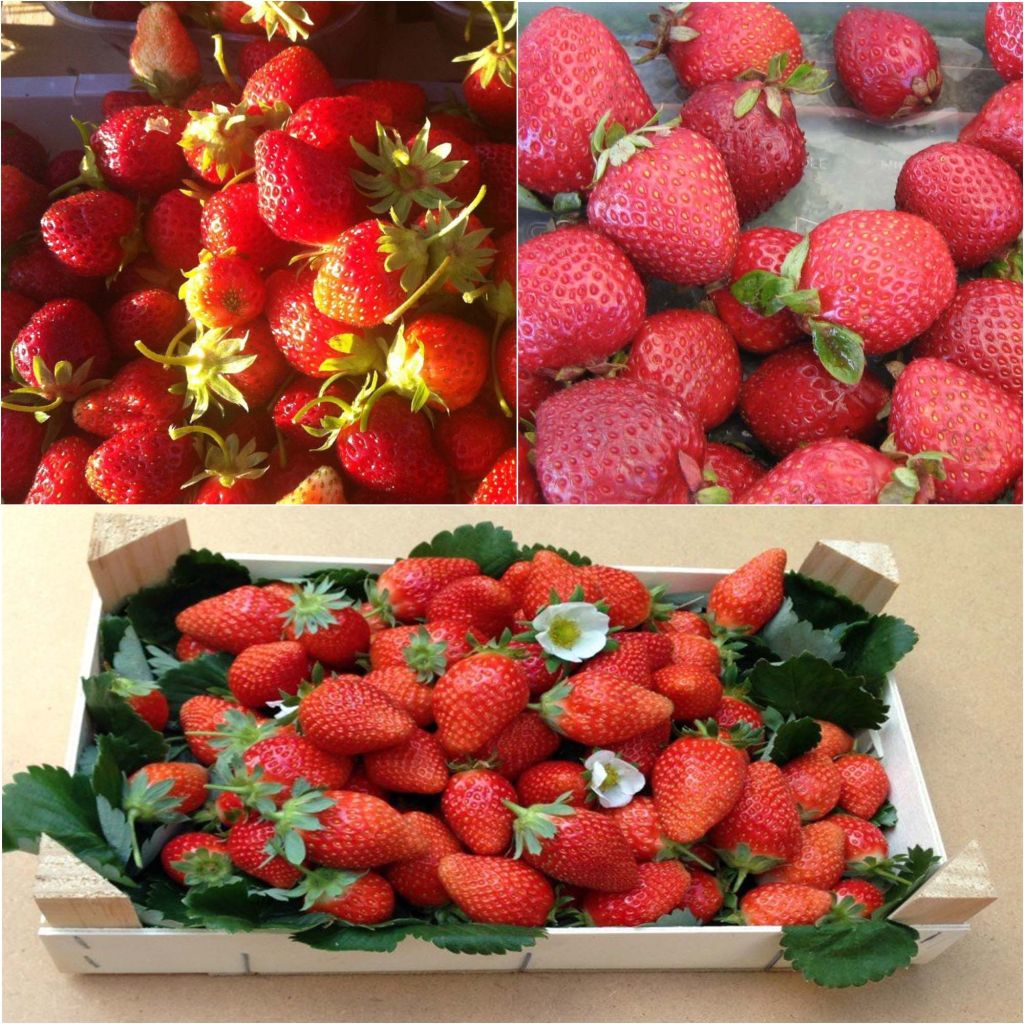 Kollektion von 9 aufsteigenden Bio-Erdbeeren