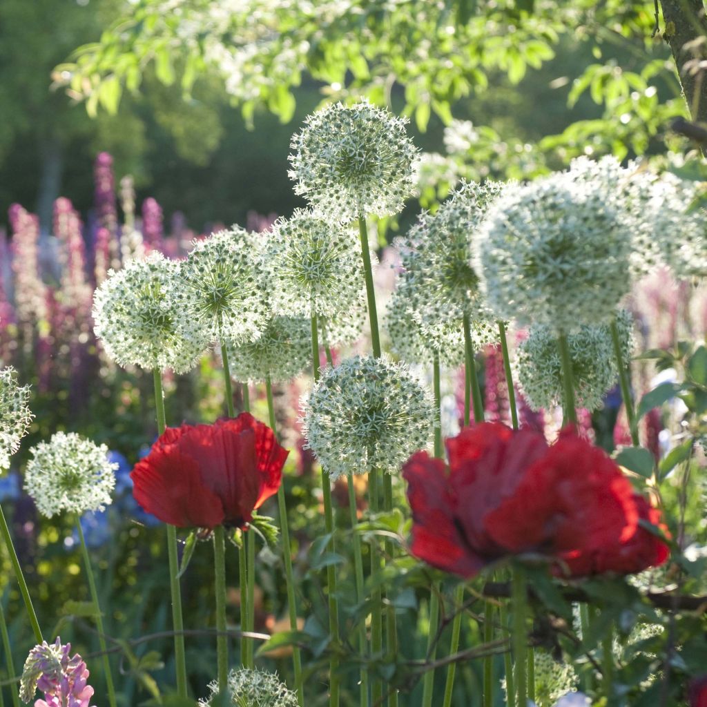 Sammlung Allium & Orientalischer Mohn