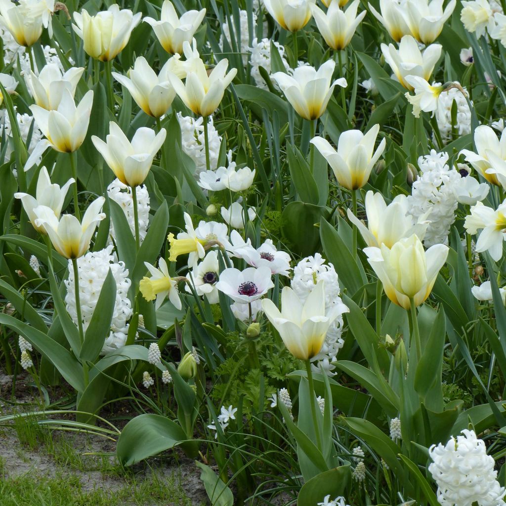 Frühmorgenspaziergang Kollektion