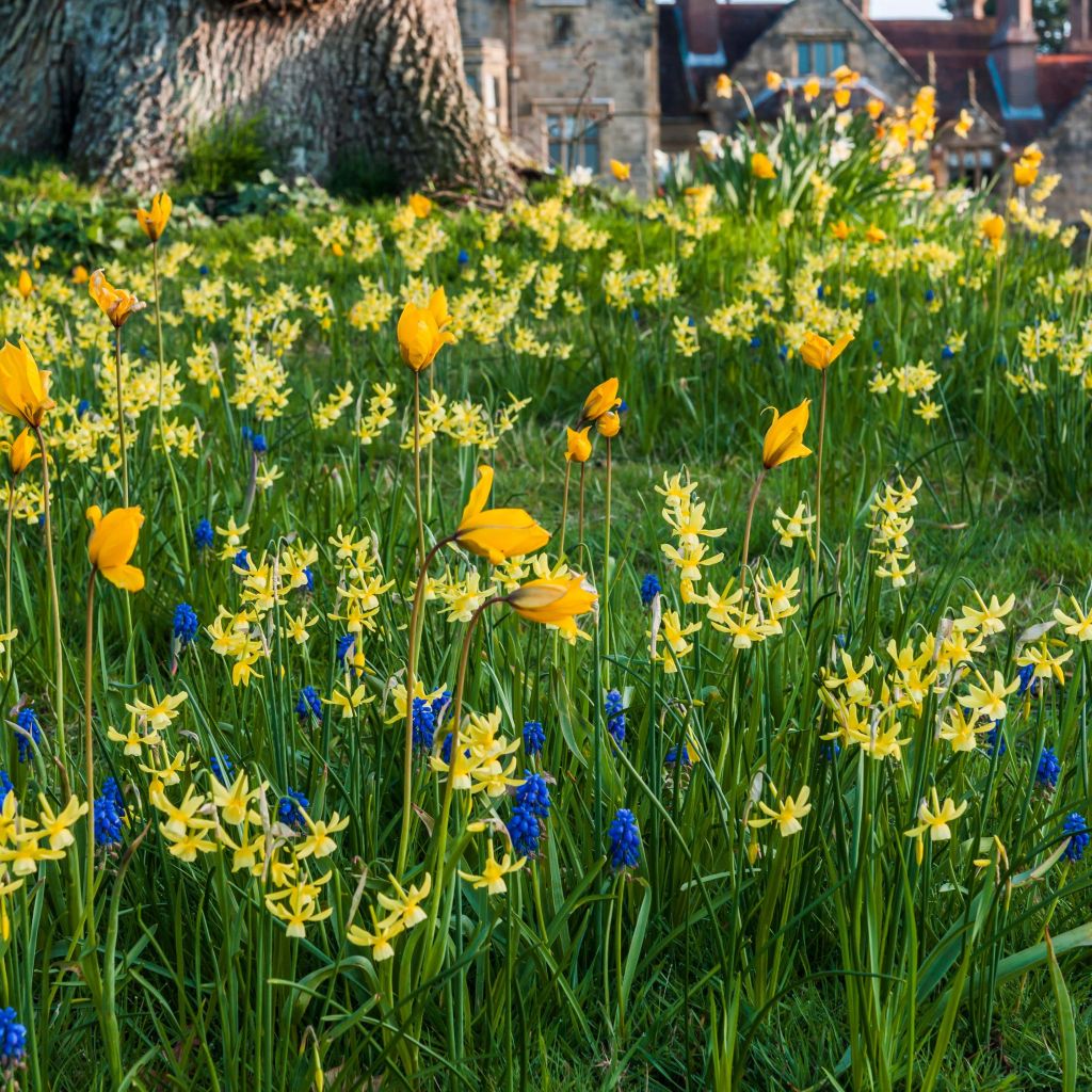 Kollektion Blumenzwiebeln zum Einbürgern Gelb/Blau