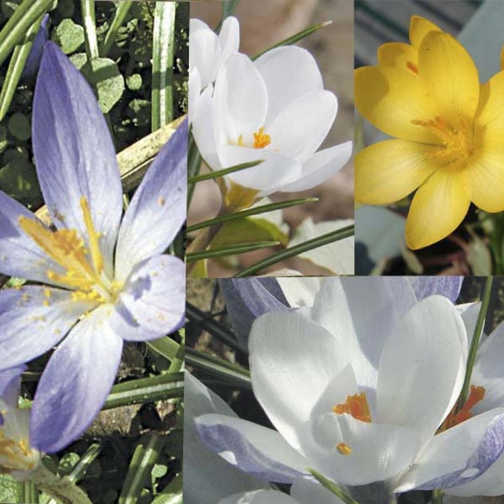 Sammlung von 115 botanischen Krokussen