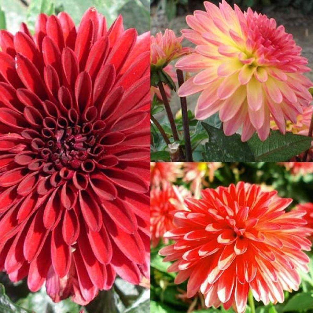 Sammlung Dahlias Glow