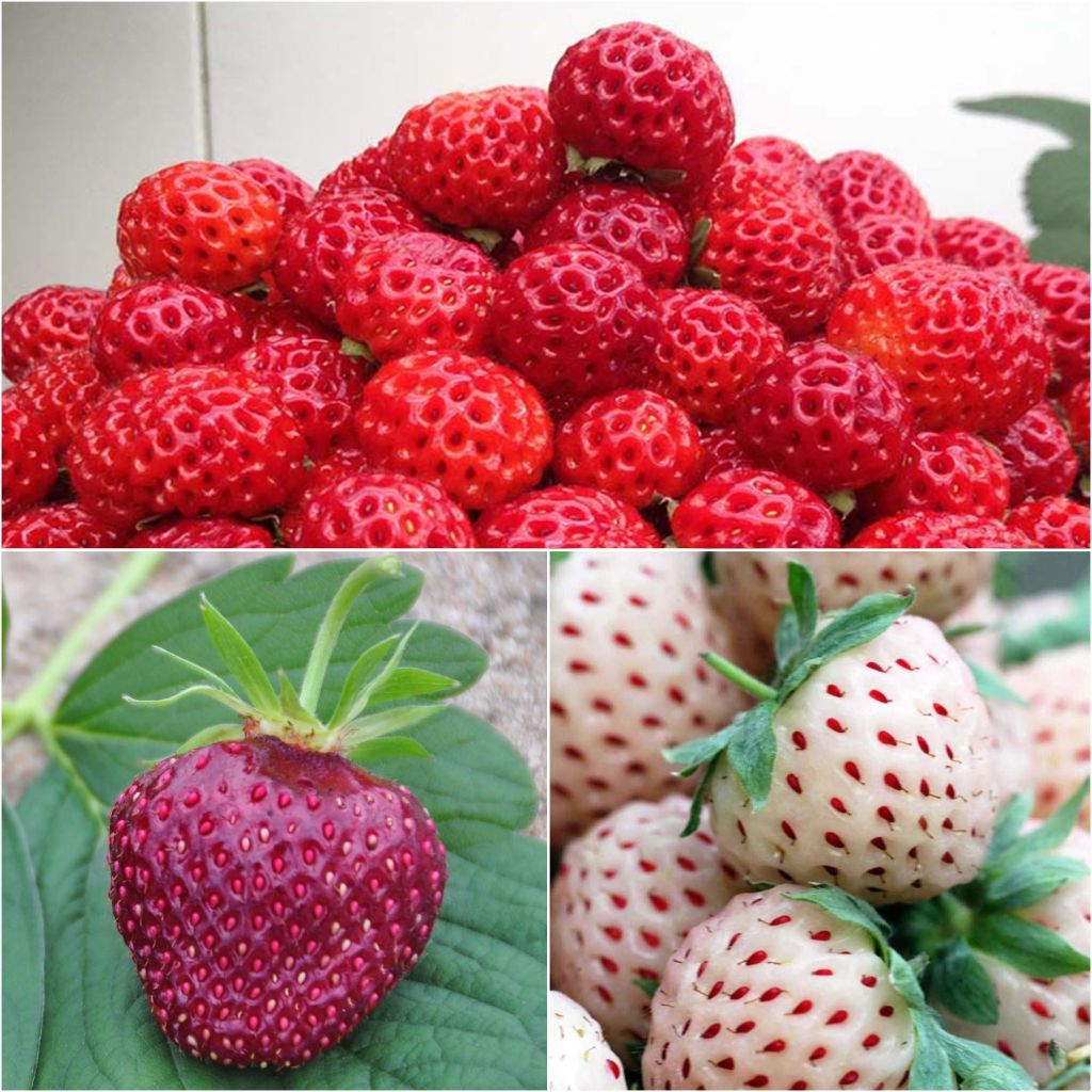 Kollektion von 3 Erdbeerpflanzen: Framberry, Cherry Berry, Pineberry