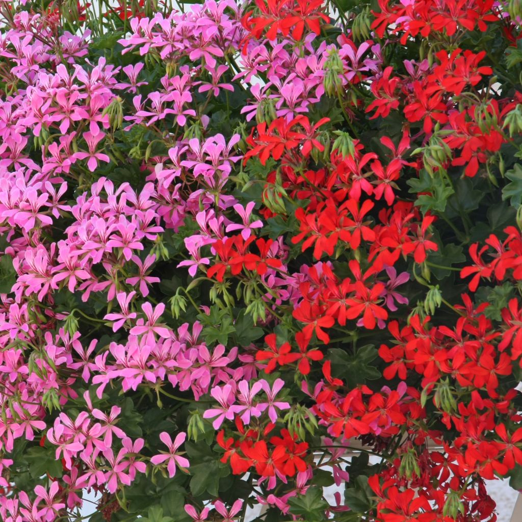 Kollektion von 10 Storchschnabeln für Balkone in Rot und Rosa