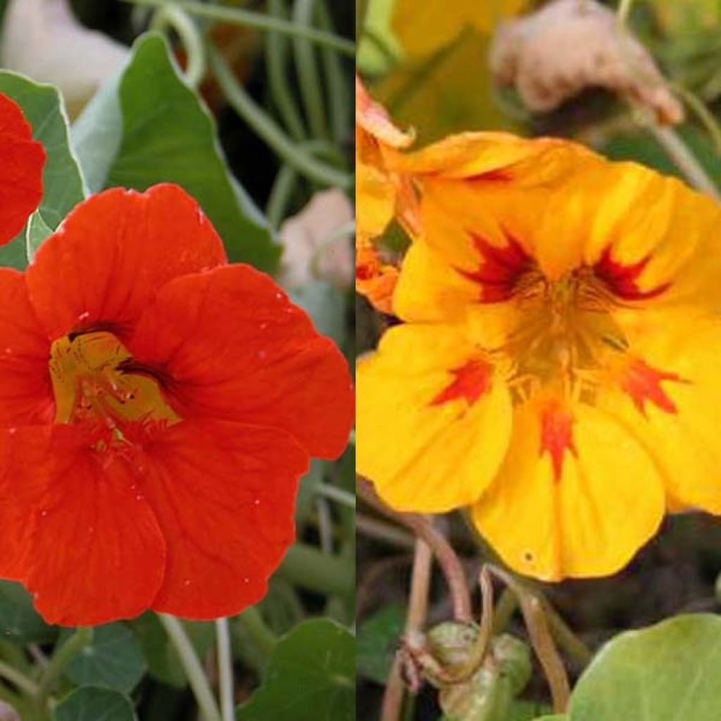 Sammlung von 5 großen Kapuzinerkressen (Tropaeolum majus)