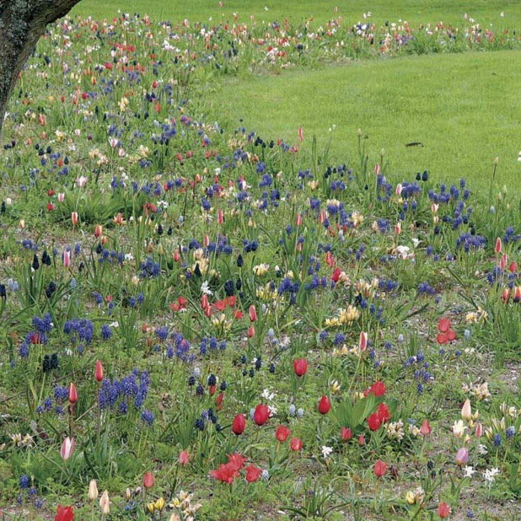 Kollektion "Gartenfreiheit" - 200 Zwiebeln