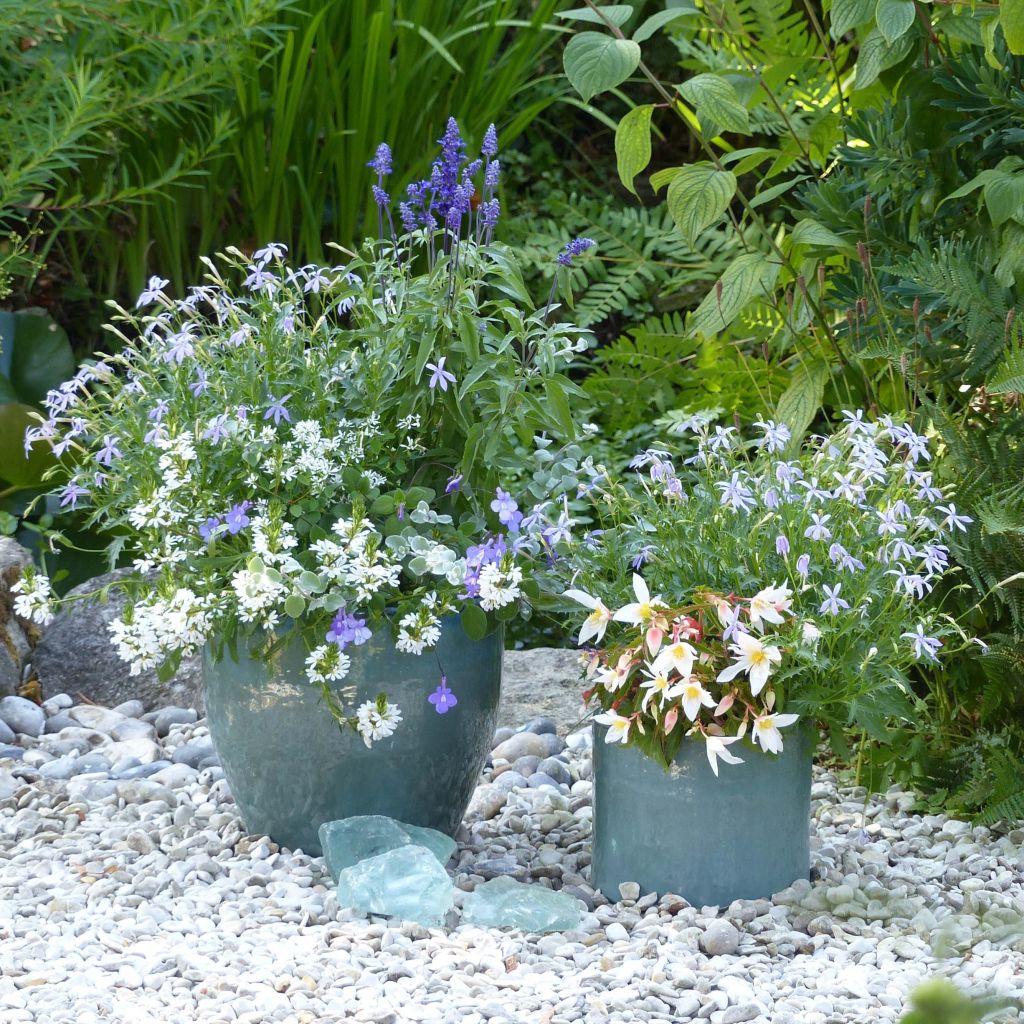 Blau-weiße Blumenkastenkollektion - 5 einjährige Pflanzen mit blauen und weißen Blüten.