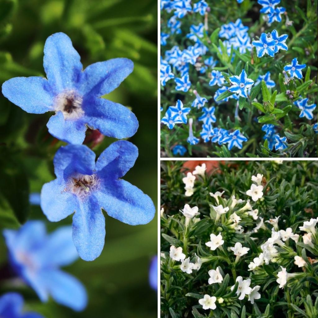 Sammlung von Lithodora White Blue