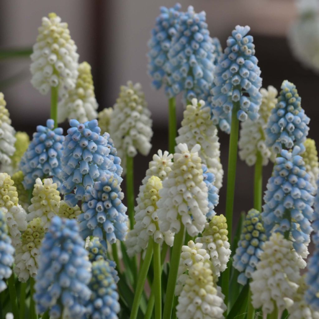 Sammlung Muscari Magic