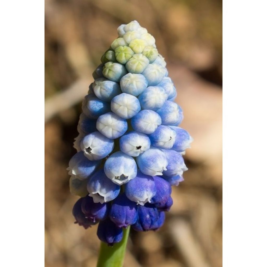 Sammlung Muscari Magic