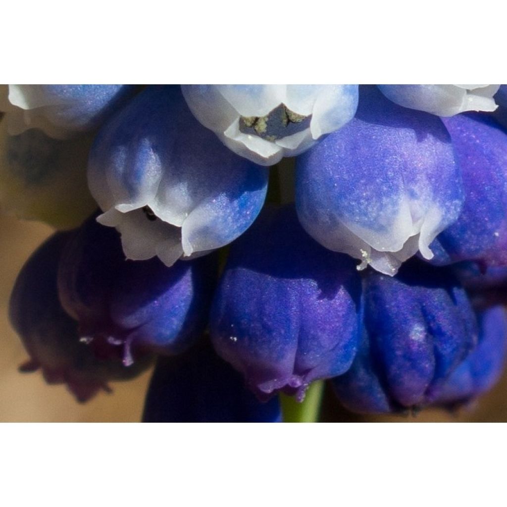 Sammlung Muscari Magic