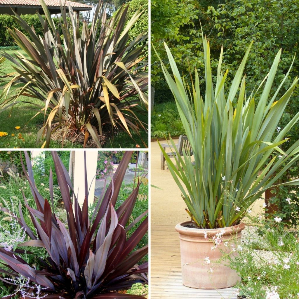 Phormium-Sammlung für exotische Beete