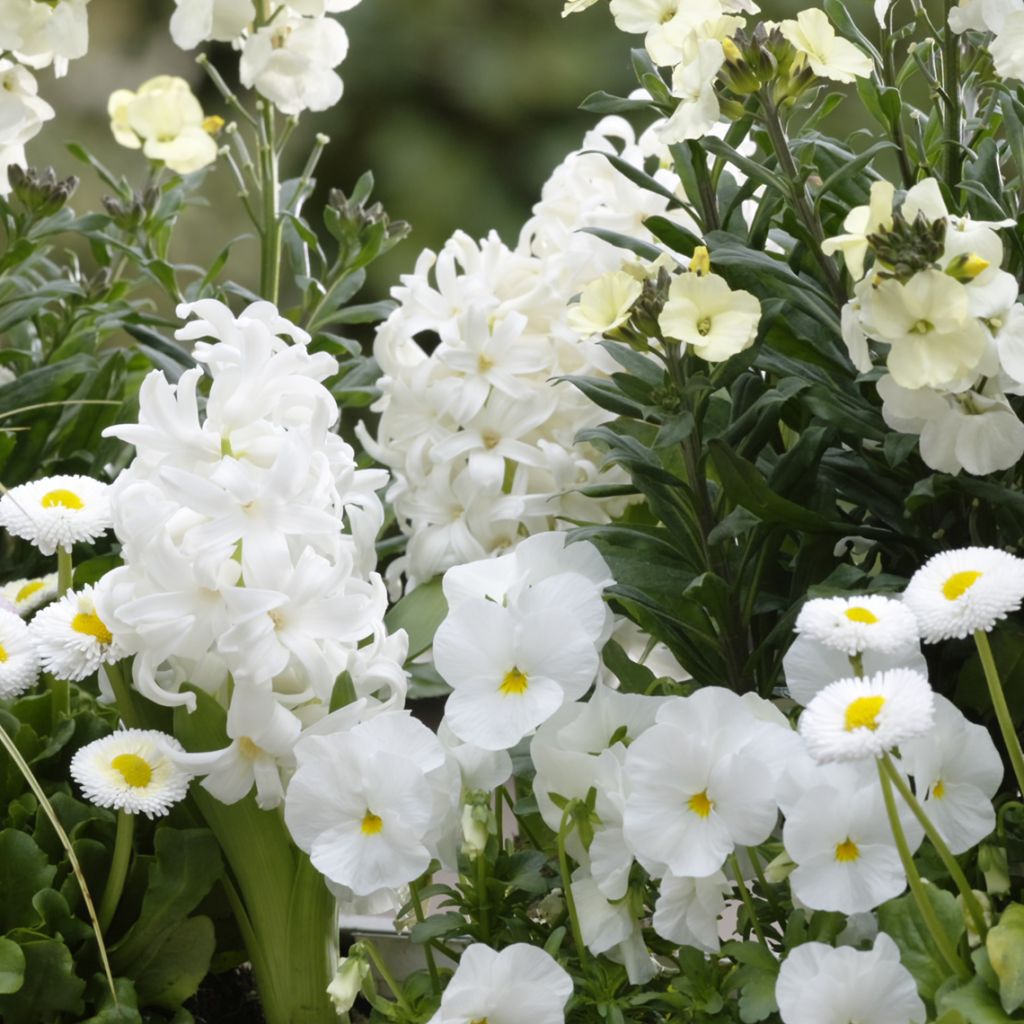 Kollektion Frühlingsweiß Elfenbein