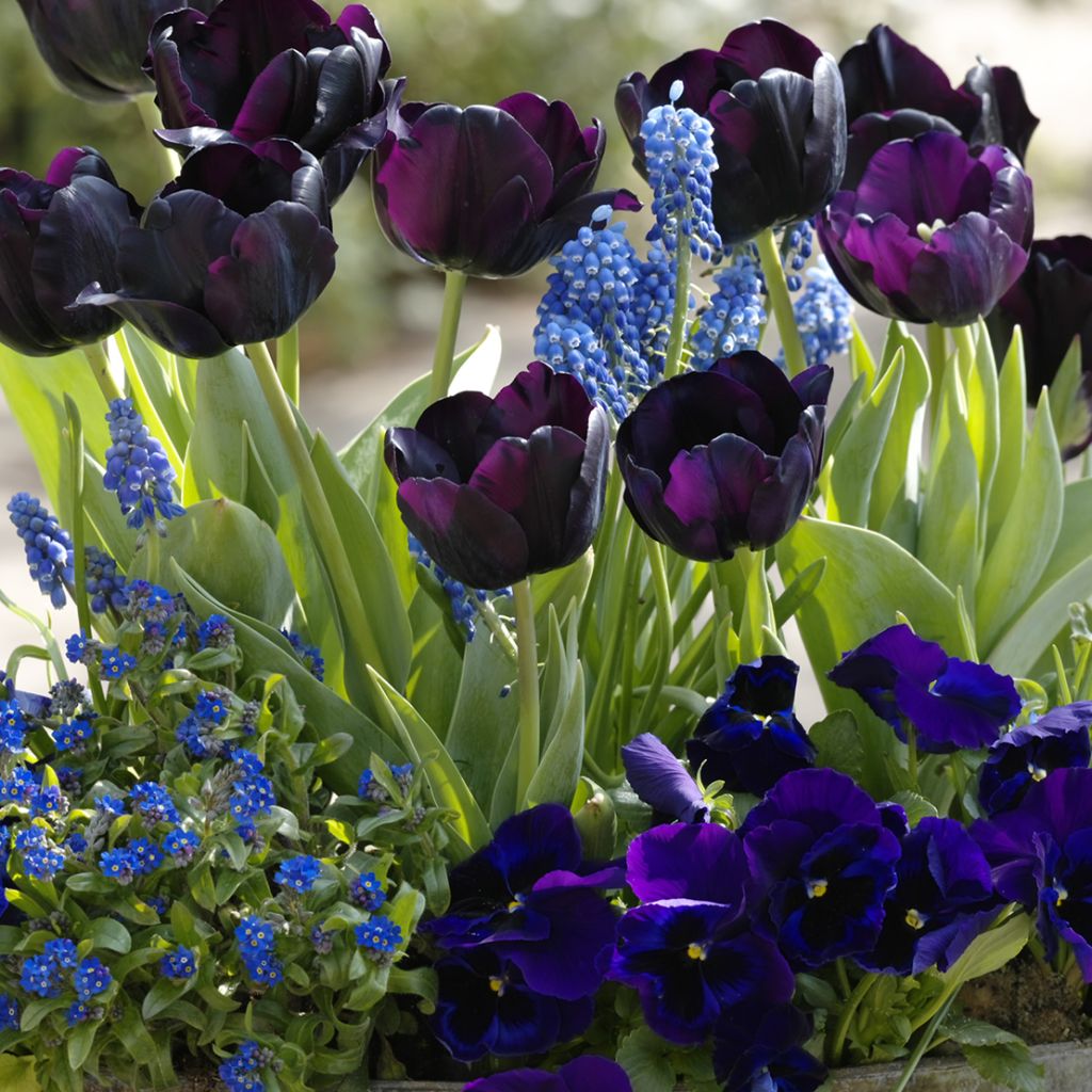 Sammlung Mitternachtsblau im Frühling