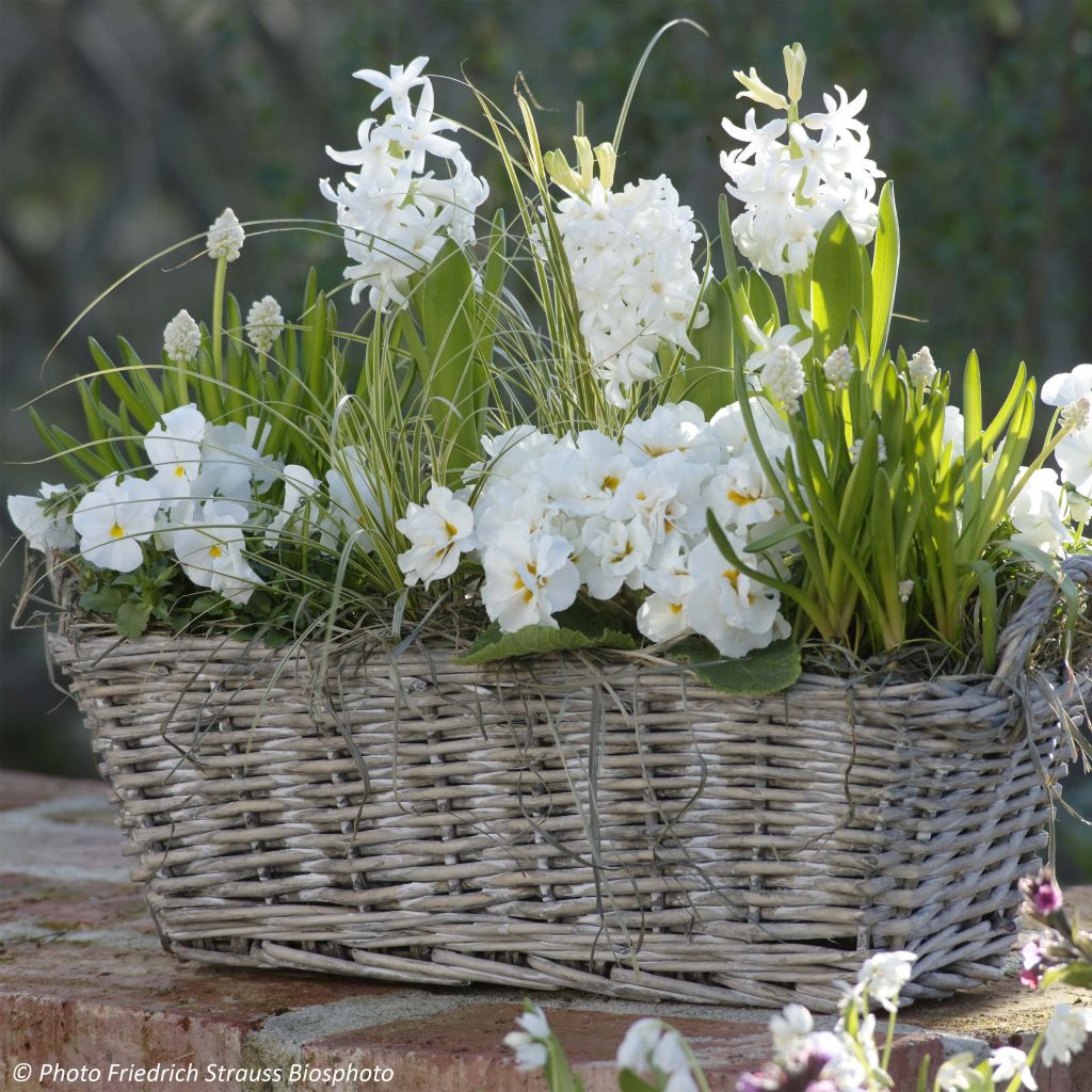 Duftende Frühlingskollektion - Weiße Blumenampel