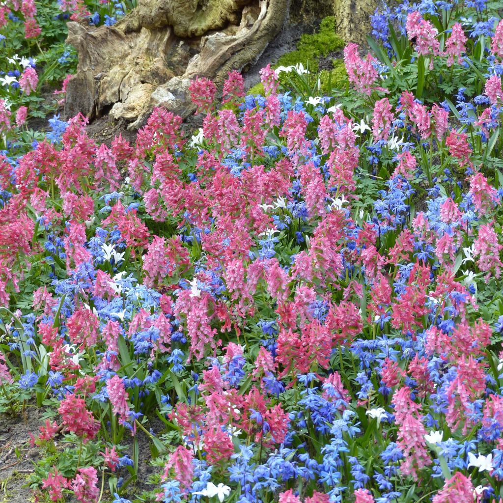 Blumige Teppichkollektion im Unterholz