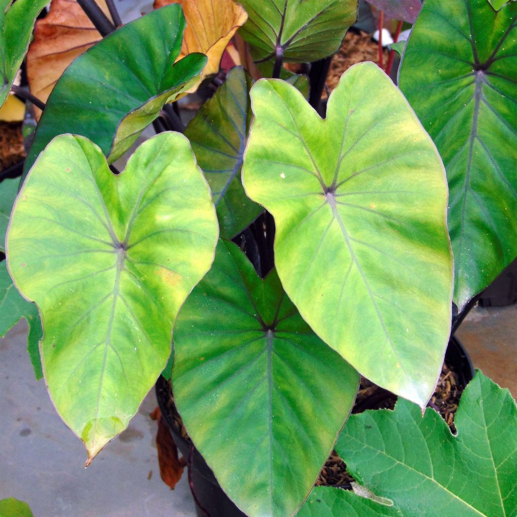 Colocasia esculenta var. fontanesii Black Stem - Taro