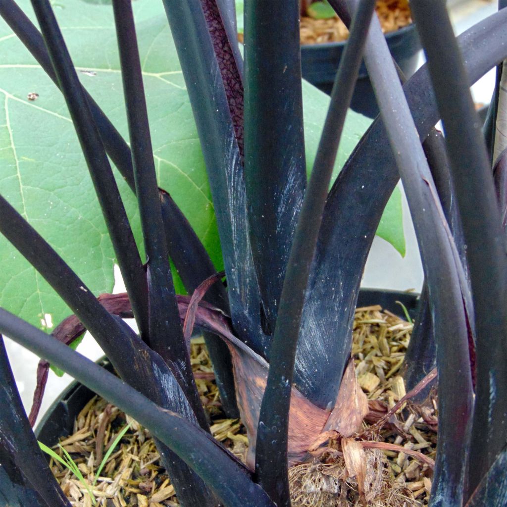 Colocasia esculenta var. fontanesii Black Stem - Taro