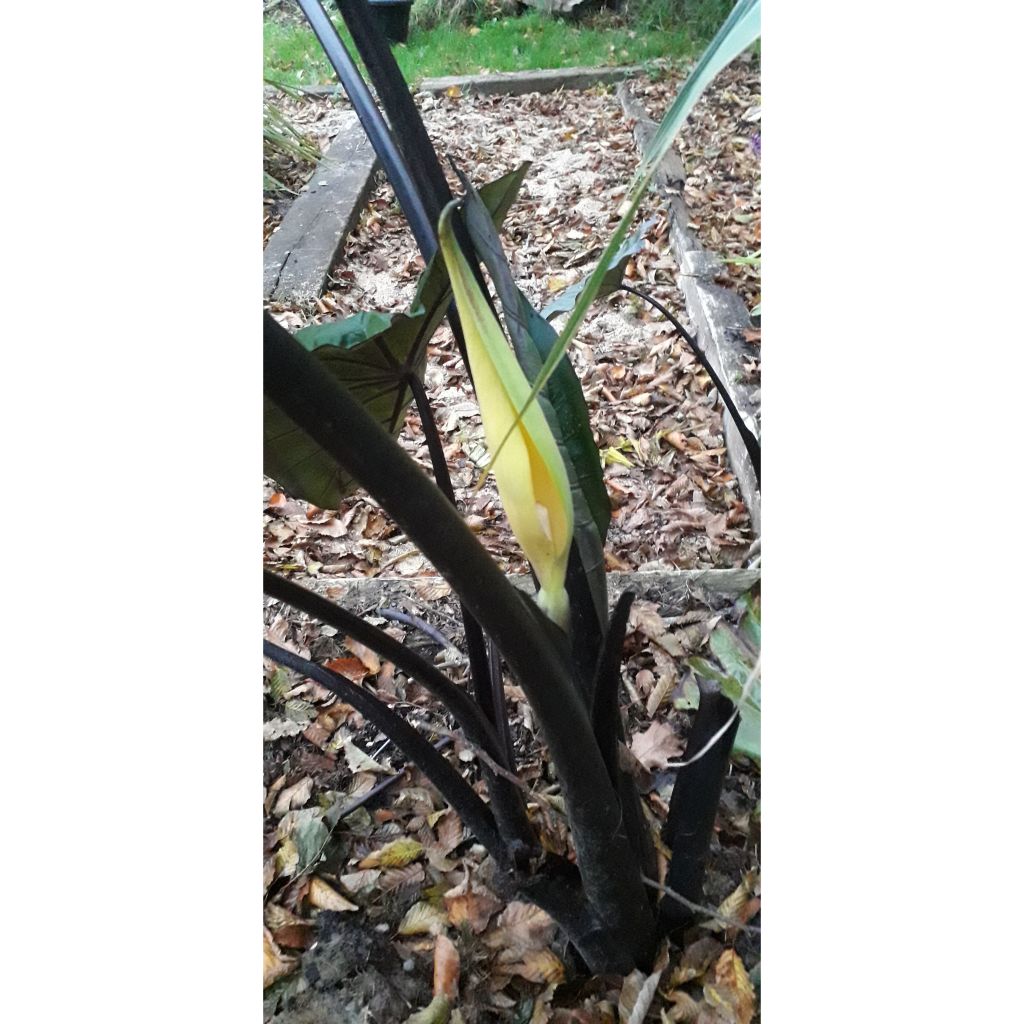 Colocasia esculenta var. fontanesii Black Stem - Taro