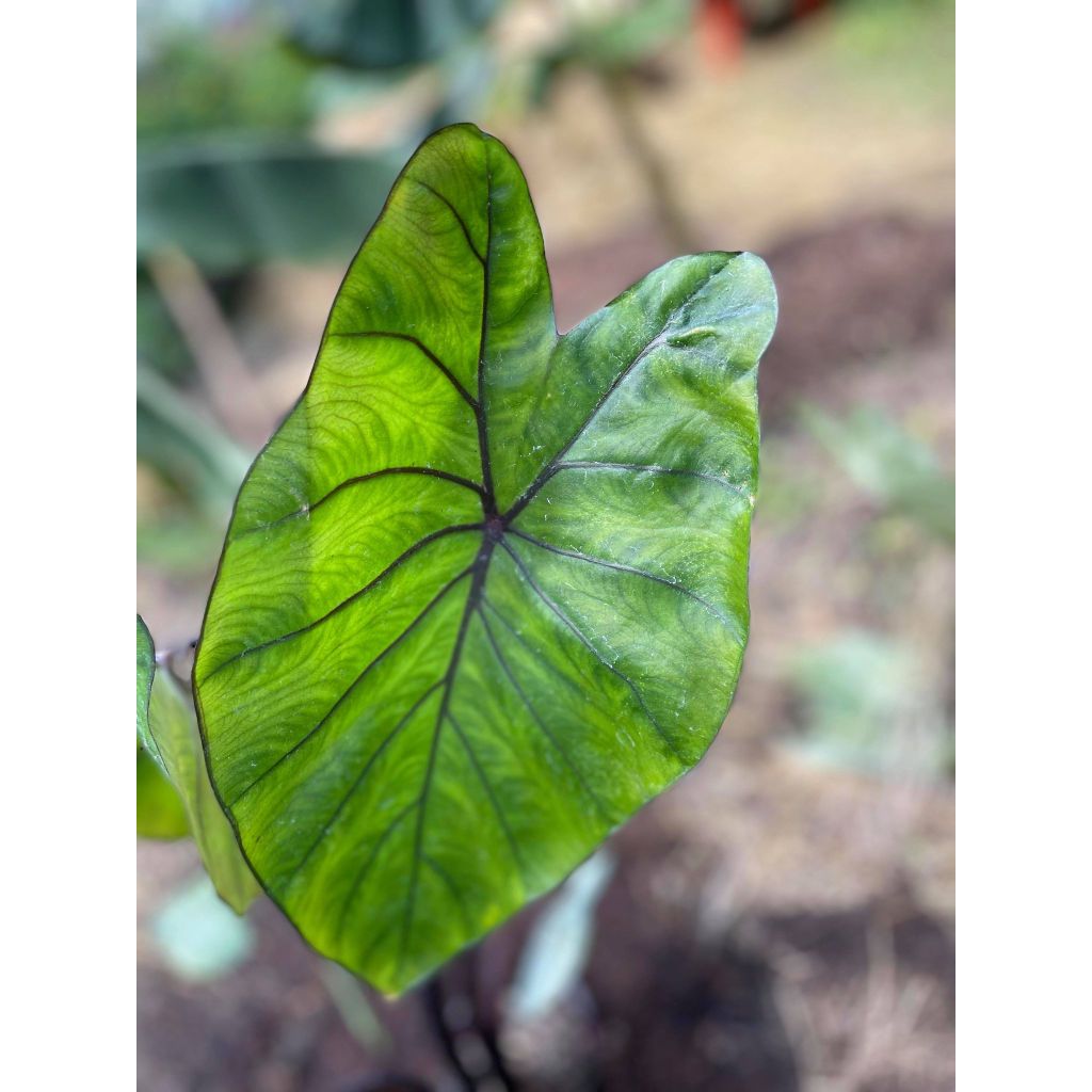 Colocasia esculenta var. fontanesii Black Stem - Taro