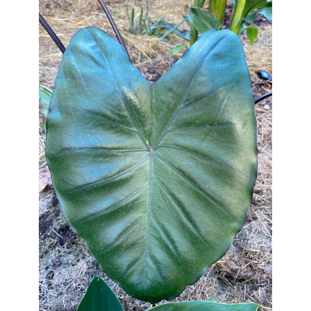 Colocasia esculenta var. fontanesii Black Stem - Taro