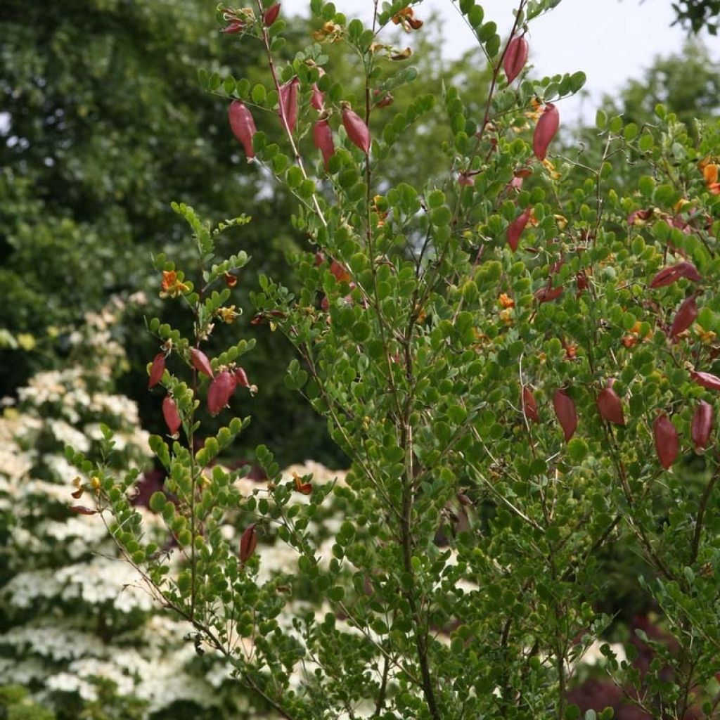 Colutea arborescens - Blasenstrauch