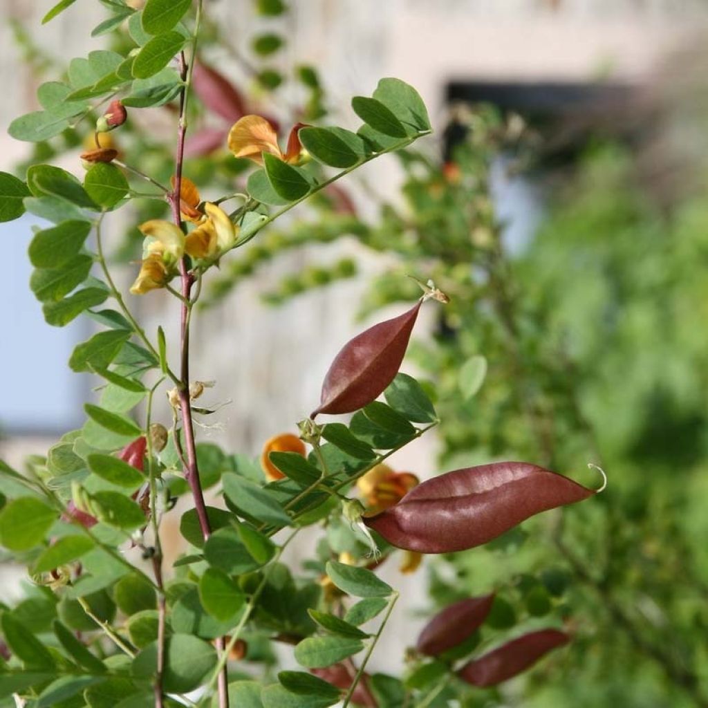 Colutea arborescens - Blasenstrauch