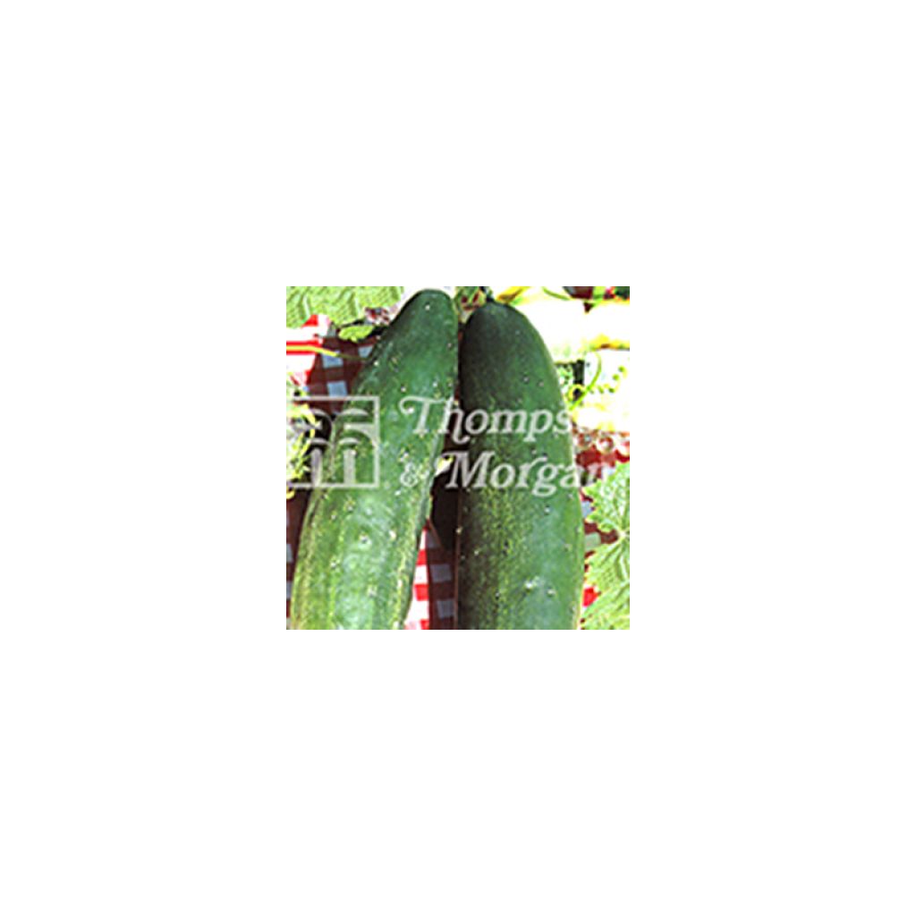 Concombre Burpless Tasty Green - Cucumis sativus