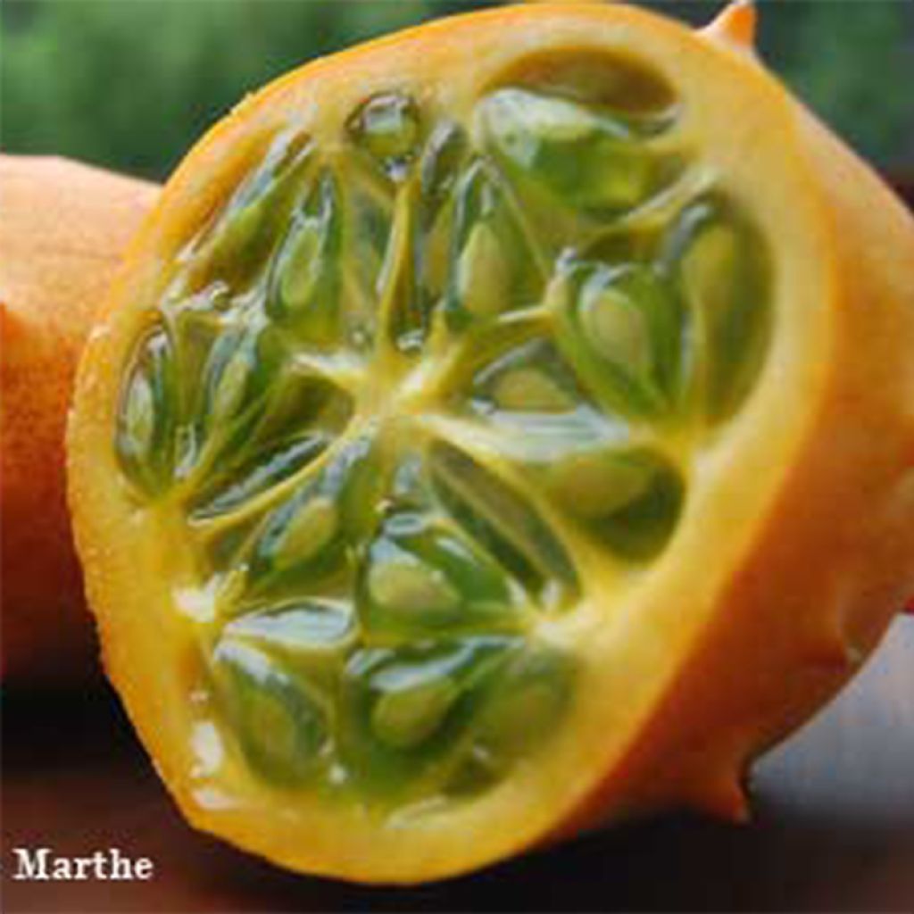 Concombre Cornu d'Afrique - Kiwano Bio - Ferme de Sainte Marthe