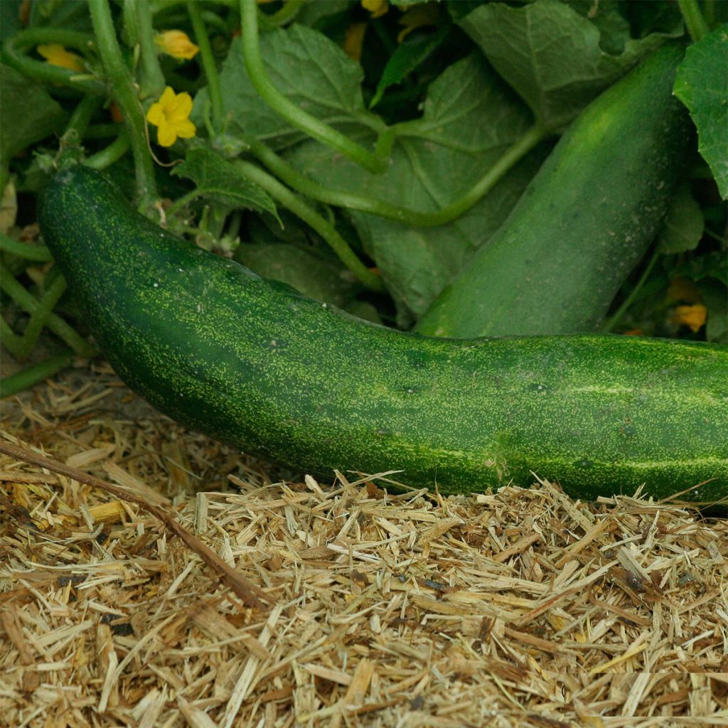 Salat-Gurke Rollison's Telegraph Bio - Ferme de Sainte Marthe