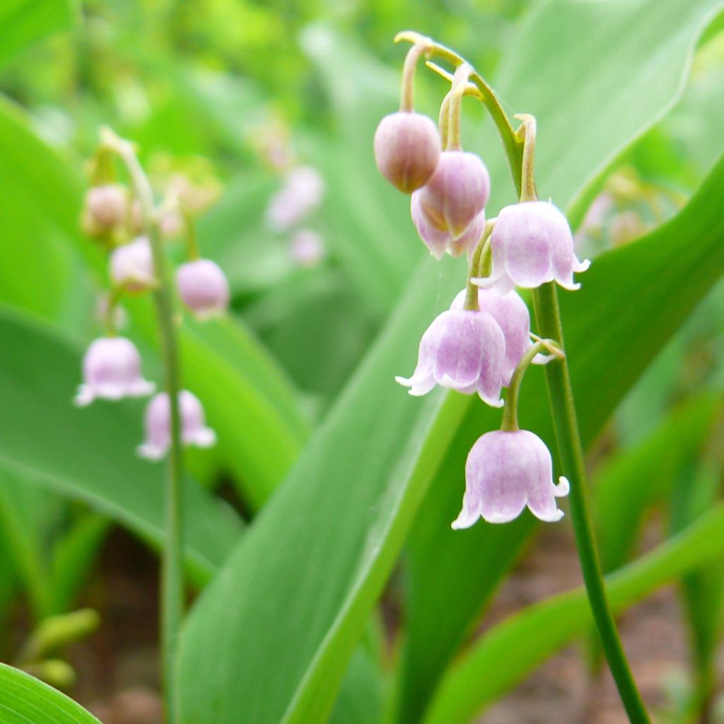 Convallaria majalis Rosea - Maiglöckchen