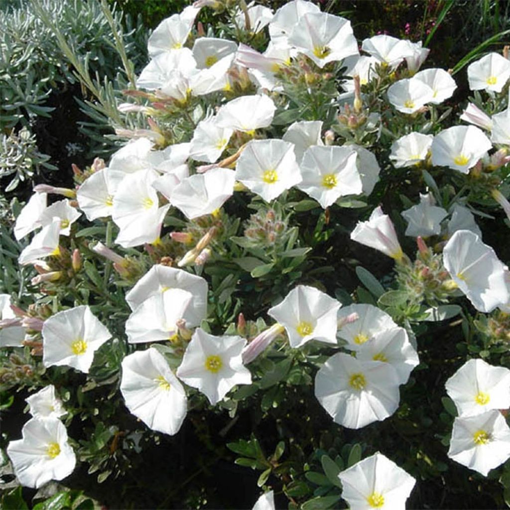 Convolvulus cneorum - Brennende Winde