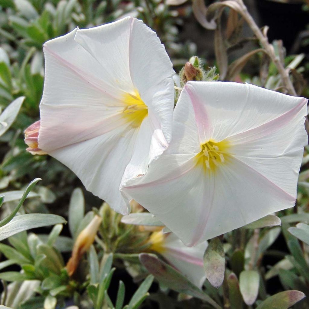 Convolvulus cneorum - Brennende Winde