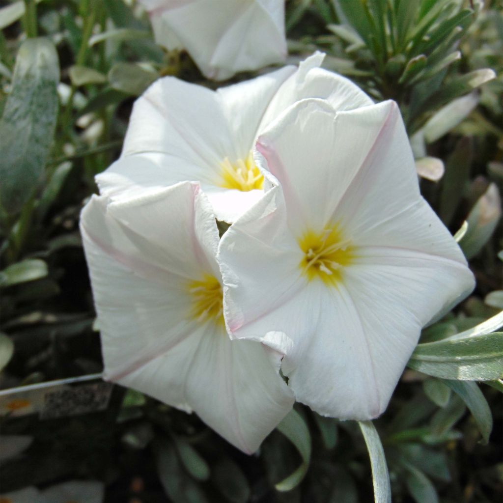 Convolvulus cneorum - Brennende Winde