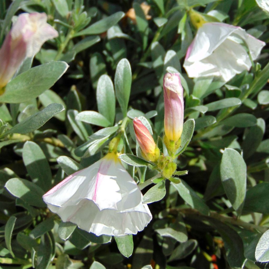 Convolvulus cneorum - Brennende Winde