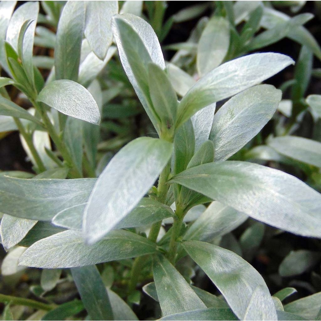 Convolvulus cneorum - Brennende Winde