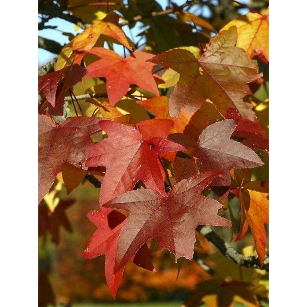 Liquidambar styraciflua Palo Alto - Amberbaum