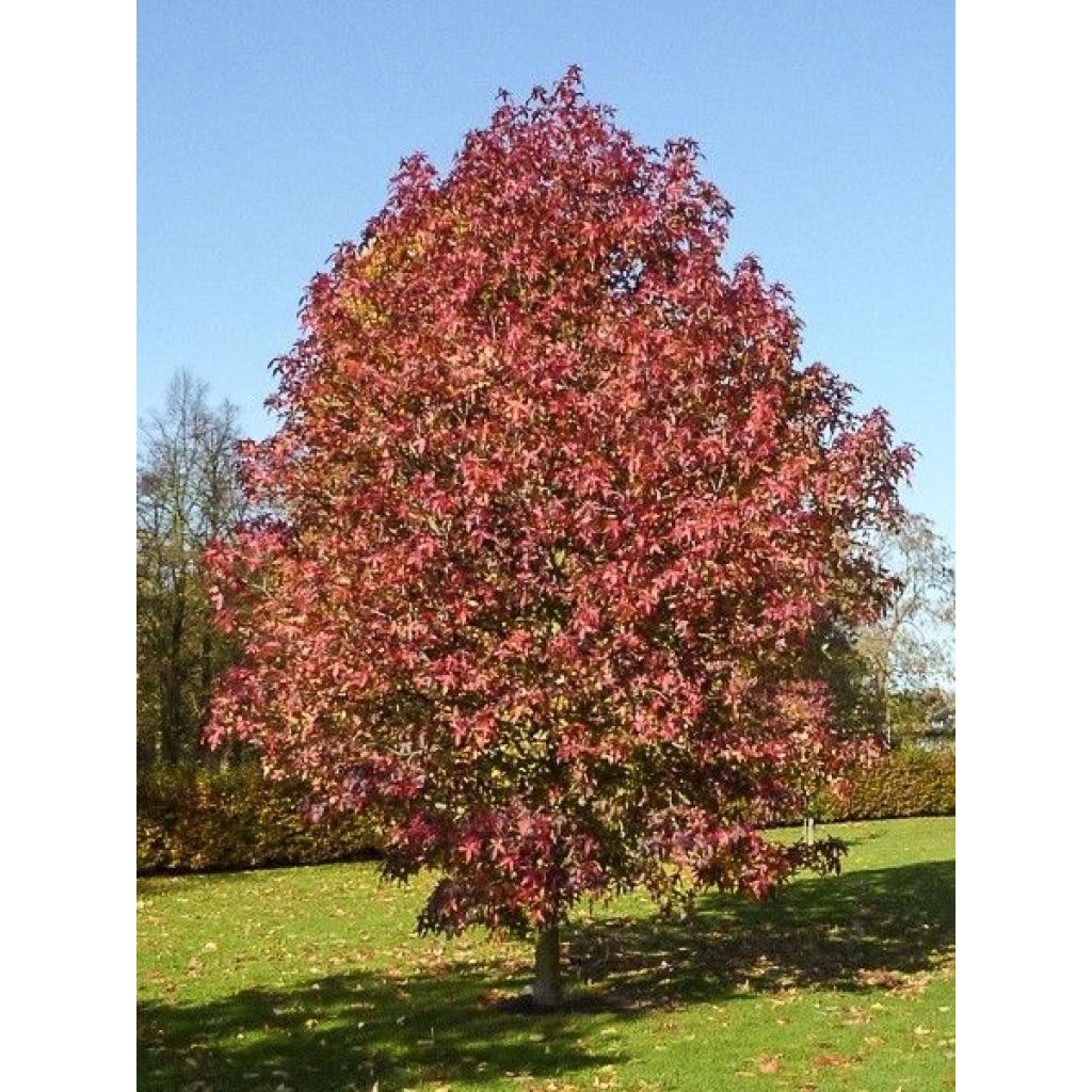 Liquidambar styraciflua Palo Alto - Amberbaum