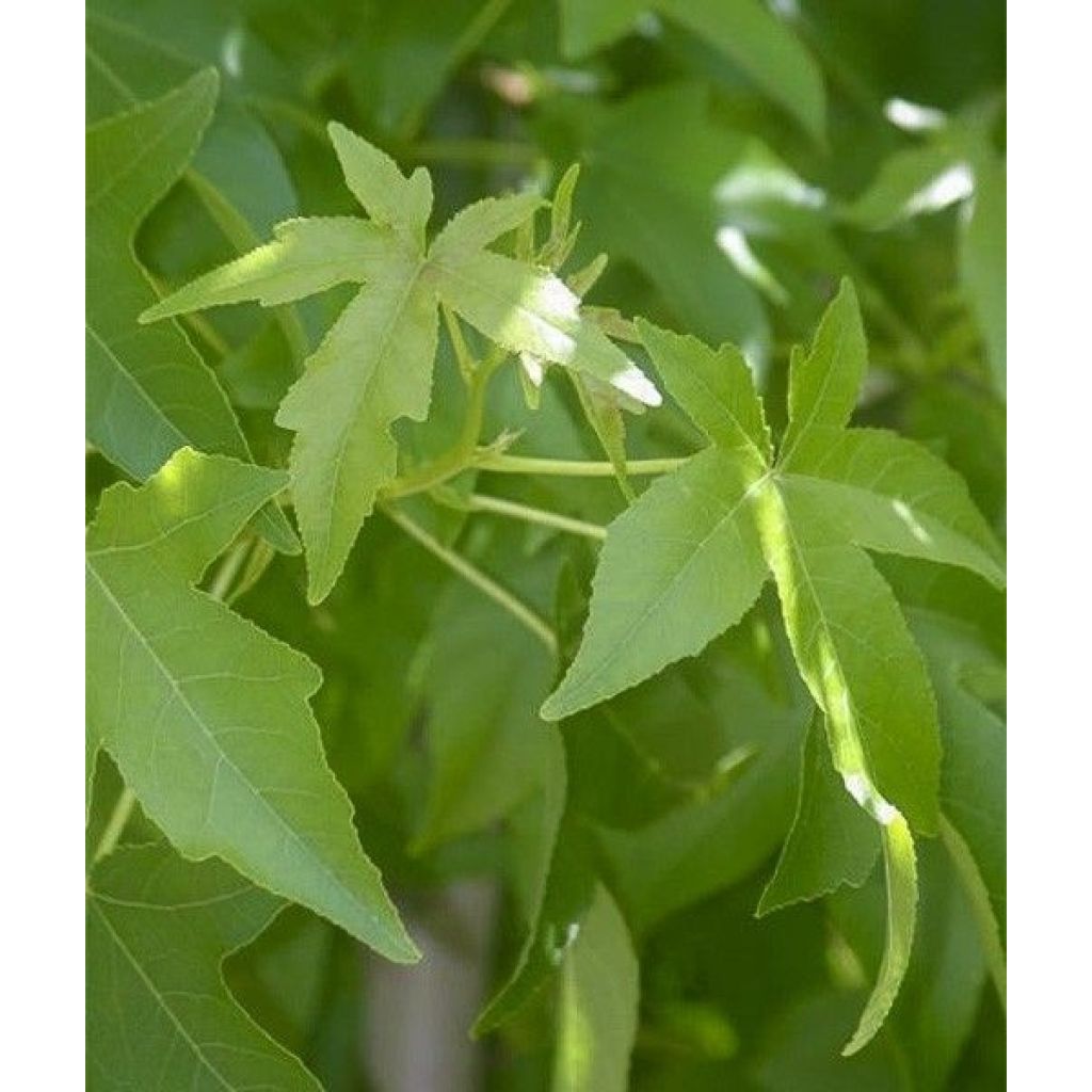 Liquidambar styraciflua Palo Alto - Amberbaum