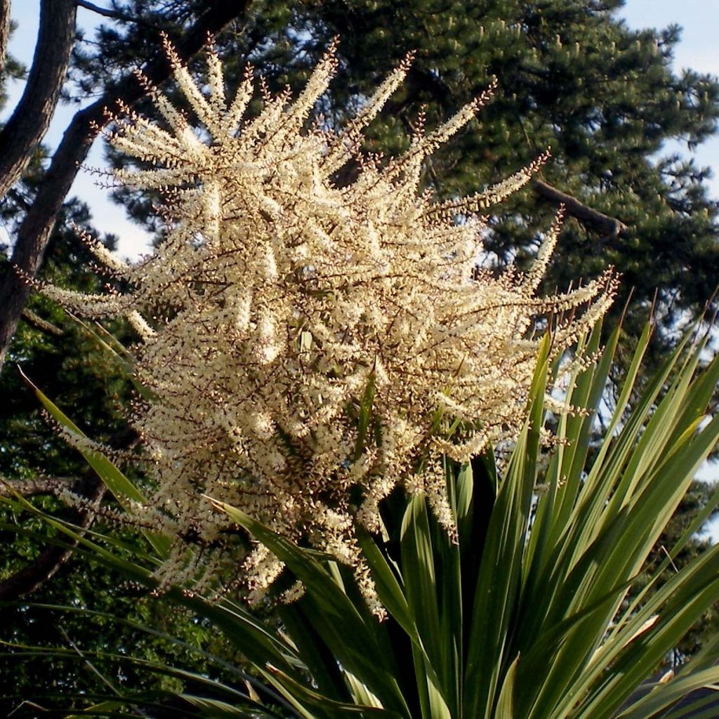 Cordyline australis - Keulenlilie