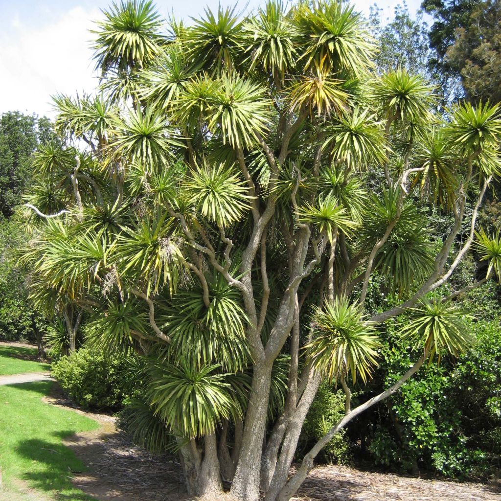 Cordyline australis - Keulenlilie