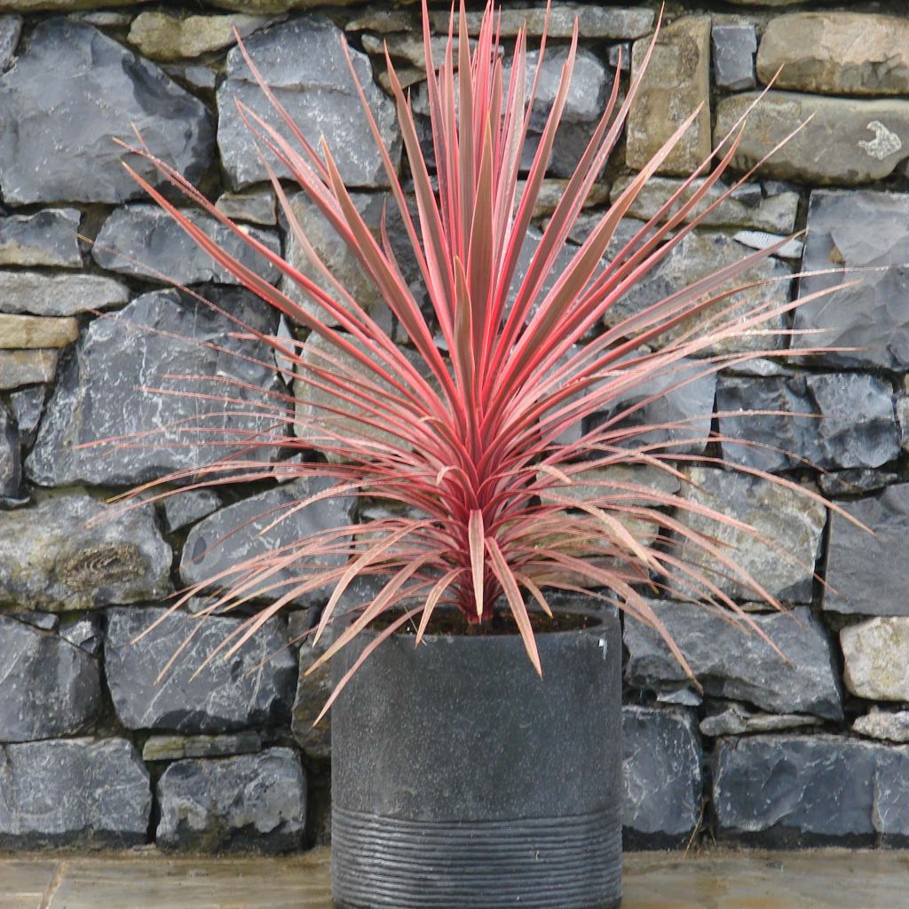 Cordyline australis Charlie boy - Keulenlilie