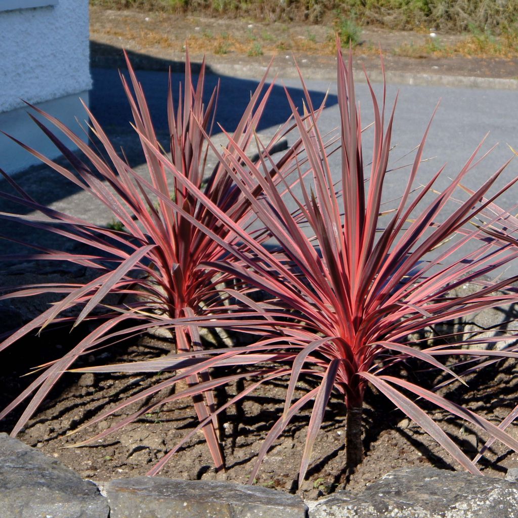 Cordyline australis Charlie boy - Keulenlilie